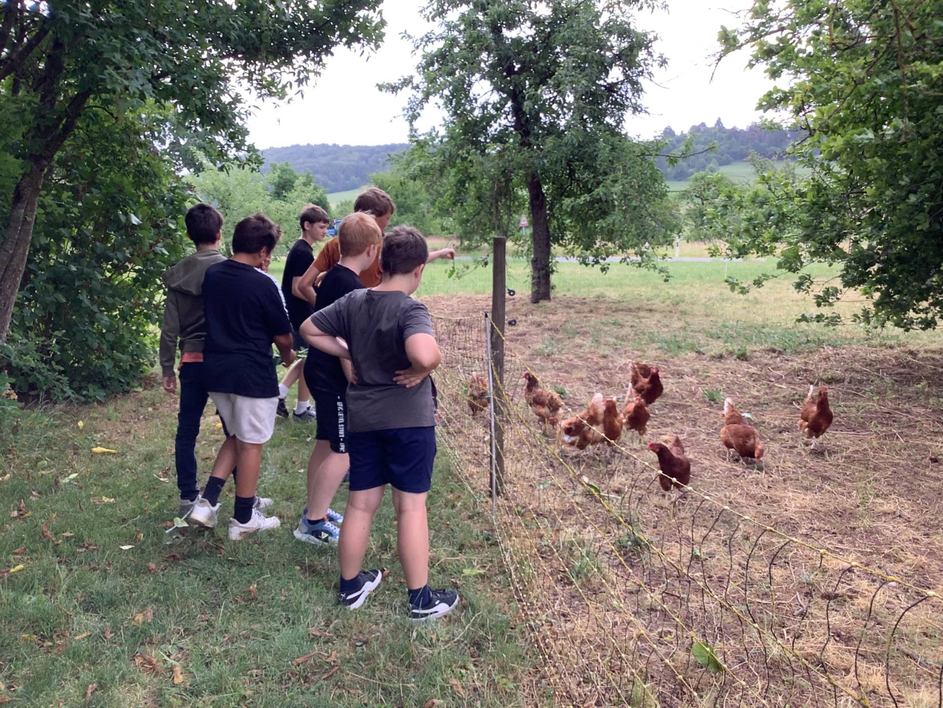  Schüler betrachten Hühner 