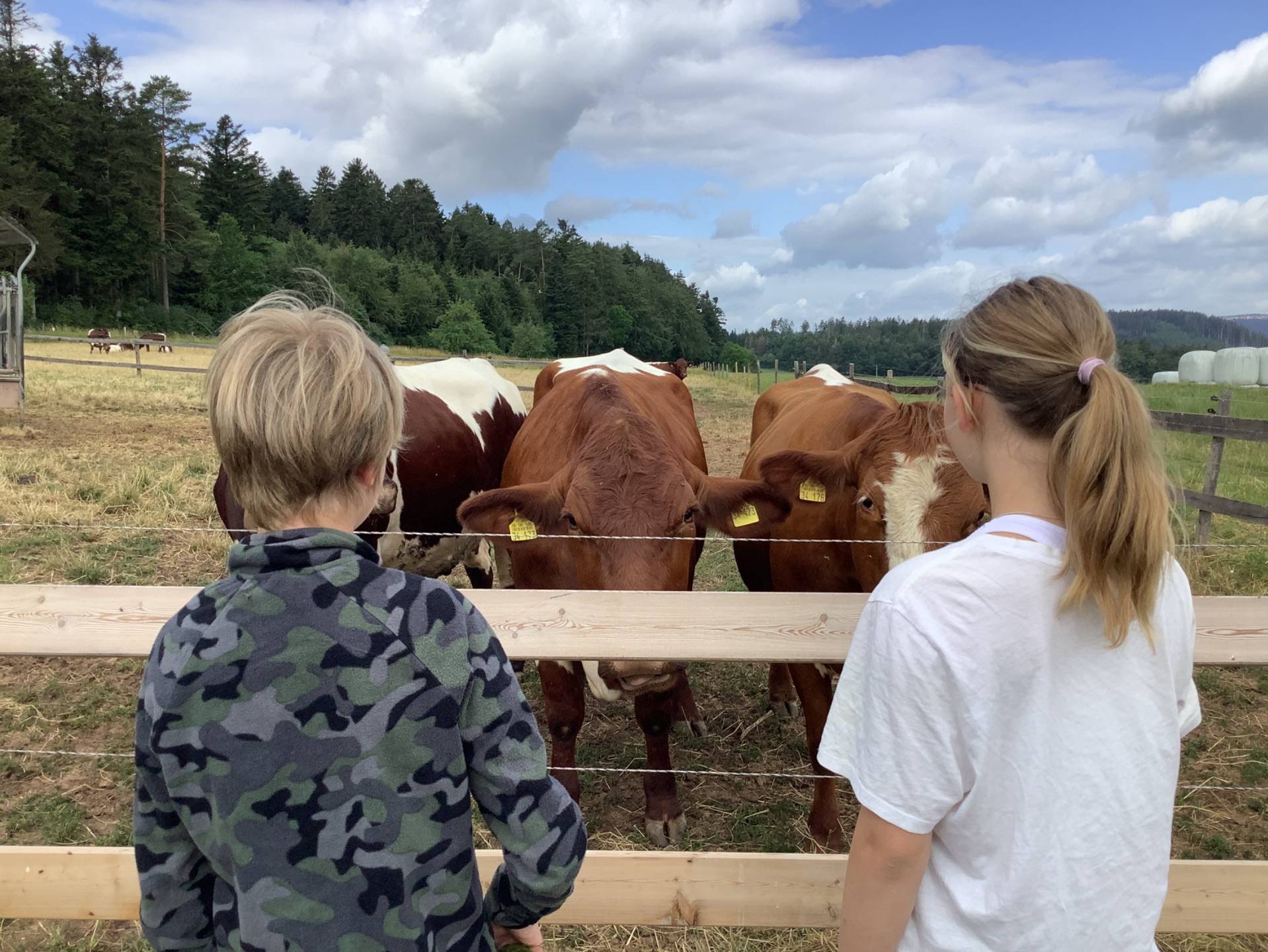  Schüler betrachten Kühe 